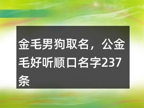 金毛男狗取名，公金毛好聽順口名字237條