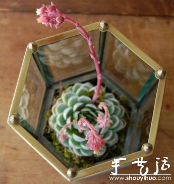 DIY玻璃植物盒 -  itrip.net.cn