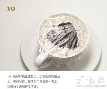 火龍果DIY心形盆栽 -  itrip.net.cn