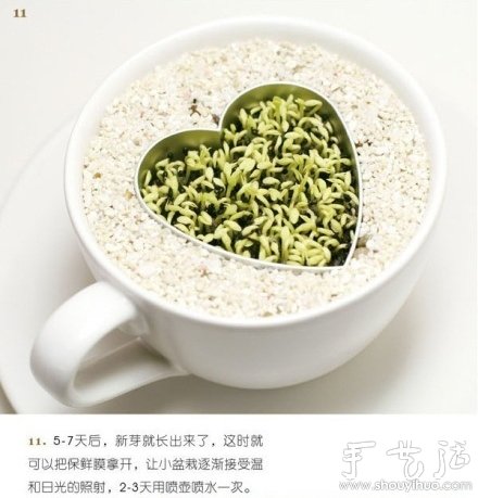 火龍果DIY心形盆栽 -  itrip.net.cn
