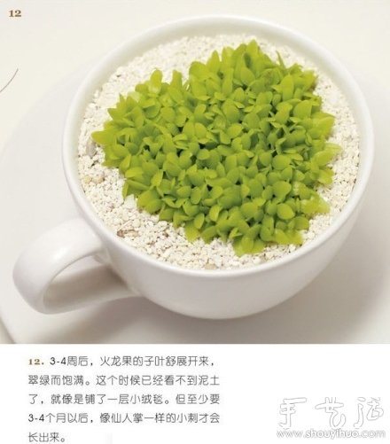 火龍果DIY心形盆栽 -  itrip.net.cn