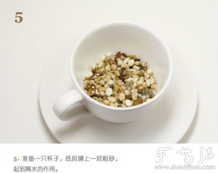 火龍果DIY心形盆栽 -  itrip.net.cn