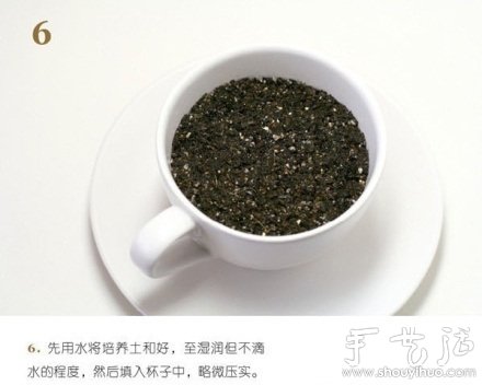 火龍果DIY心形盆栽 -  itrip.net.cn
