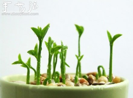 柚子核播種DIY“杯子里的小森林” -  itrip.net.cn