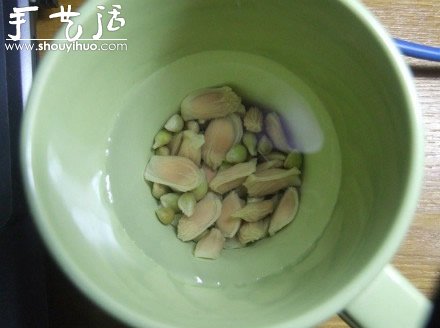 柚子核播種DIY“杯子里的小森林” -  itrip.net.cn