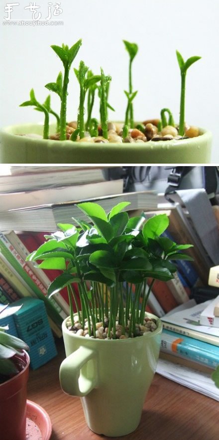柚子核播種DIY“杯子里的小森林” -  itrip.net.cn