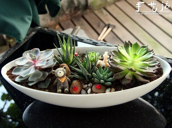 多肉植物手工盆栽DIY -  itrip.net.cn