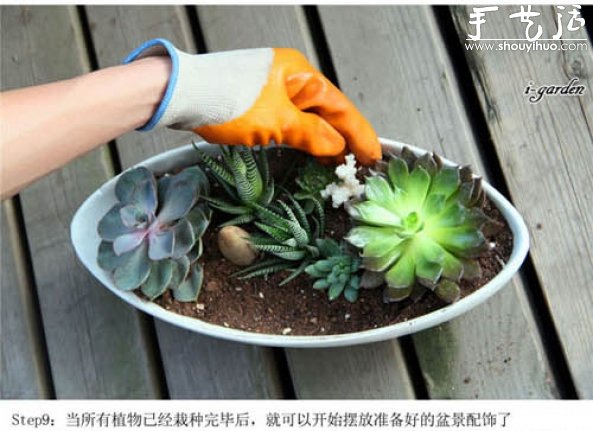 多肉植物手工盆栽DIY -  itrip.net.cn