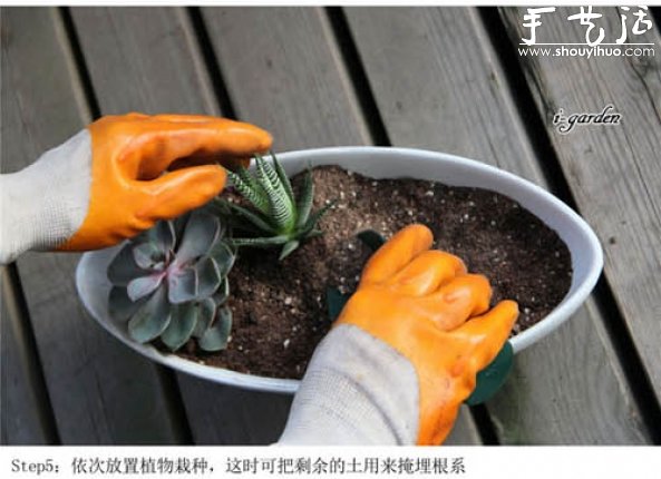 多肉植物手工盆栽DIY -  itrip.net.cn