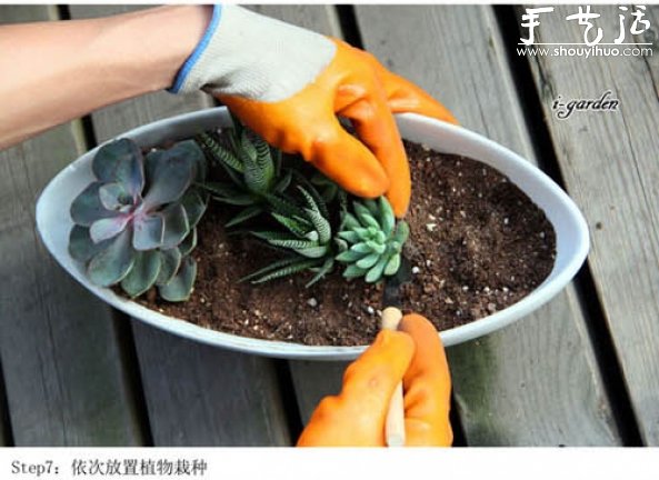多肉植物手工盆栽DIY -  itrip.net.cn