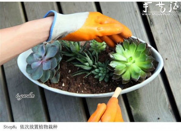 多肉植物手工盆栽DIY -  itrip.net.cn