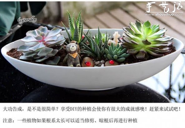多肉植物手工盆栽DIY -  itrip.net.cn