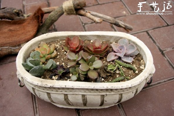 葡萄老根DIY多肉植物盆栽的教程 -  itrip.net.cn