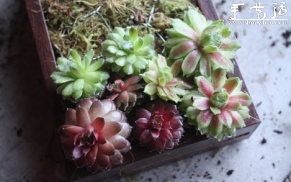 手工制作多肉植物畫(huà)框的教程 -  itrip.net.cn