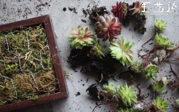 手工制作多肉植物畫(huà)框的教程 -  itrip.net.cn