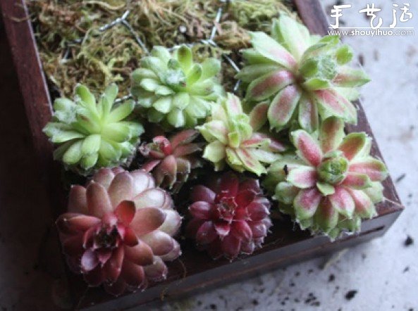 手工制作多肉植物畫(huà)框的教程 -  itrip.net.cn