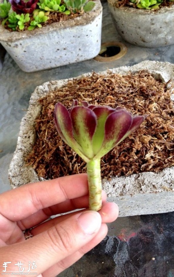 DIY多種多肉植物混搭的盆栽 -  itrip.net.cn