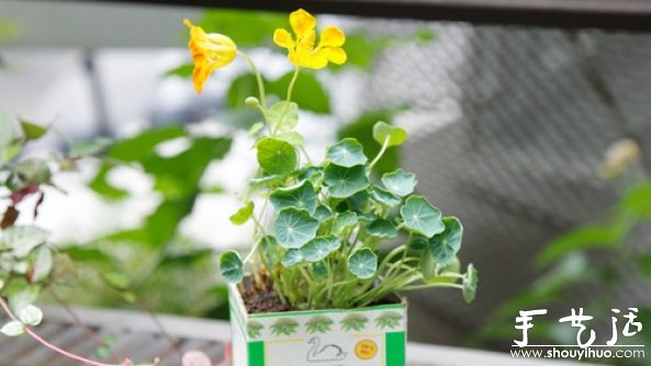 如何移栽花草 花草移植的方法 -  itrip.net.cn