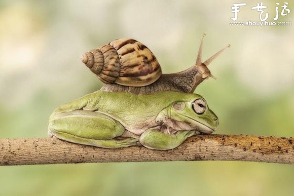創(chuàng)意攝影，拍出有趣的青蛙 -  itrip.net.cn
