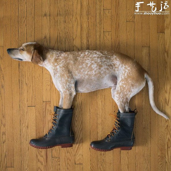 動物攝影：狗狗的有趣絕活兒 -  itrip.net.cn