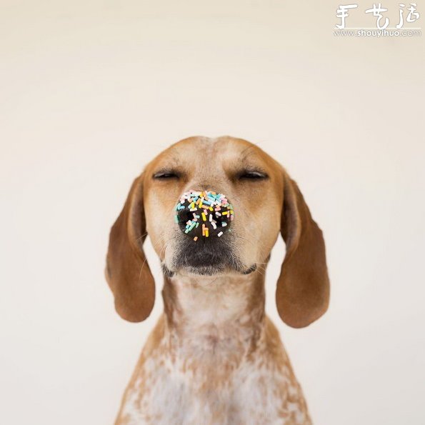 動物攝影：狗狗的有趣絕活兒 -  itrip.net.cn