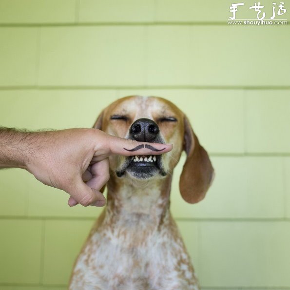 動物攝影：狗狗的有趣絕活兒 -  itrip.net.cn