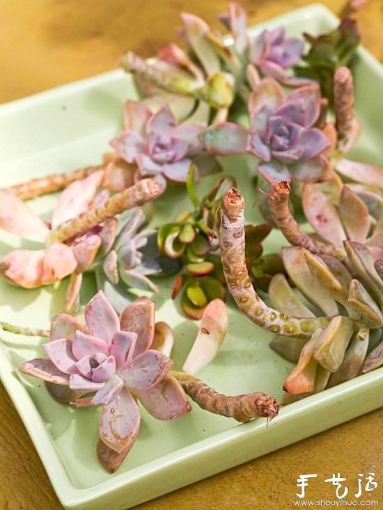 DIY漂亮多肉植物花環(huán) 裝飾溫馨家居生活 -  itrip.net.cn