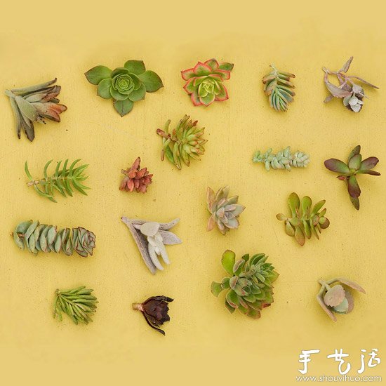 DIY漂亮多肉植物花環(huán) 裝飾溫馨家居生活 -  itrip.net.cn