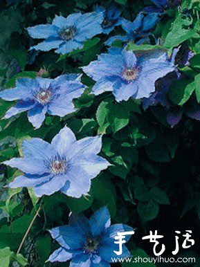 鐵絲+絲網花DIY鐵線蓮的制作方法 -  itrip.net.cn