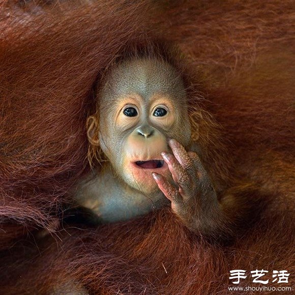 2014年Sony World攝影大賽之趣味狂野動物世界 -  itrip.net.cn