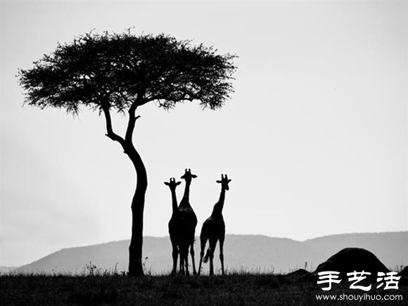 2014年Sony World攝影大賽之趣味狂野動物世界 -  itrip.net.cn
