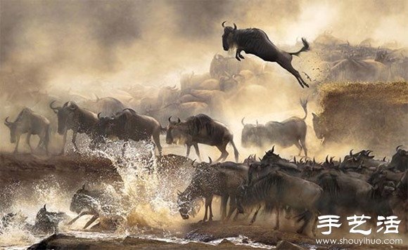 2014年Sony World攝影大賽之趣味狂野動物世界 -  itrip.net.cn