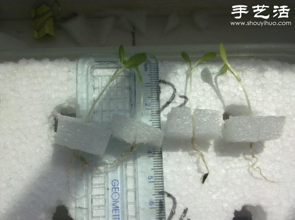 超詳細水培種菜教程 家里也可以方便種菜啦！ -  itrip.net.cn