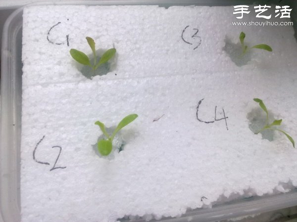 超詳細水培種菜教程 家里也可以方便種菜啦！ -  itrip.net.cn