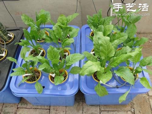 超詳細水培種菜教程 家里也可以方便種菜啦！ -  itrip.net.cn