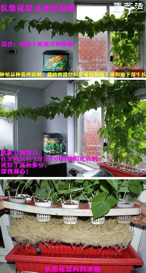 超詳細水培種菜教程 家里也可以方便種菜啦！ -  itrip.net.cn