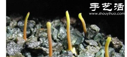 柚子核/桂圓核廢物利用 手工自制可愛小盆栽 -  itrip.net.cn