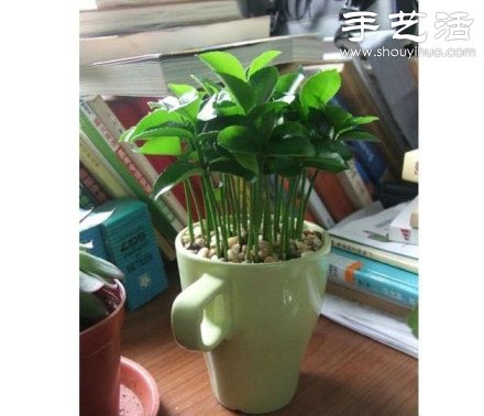 柚子核/桂圓核廢物利用 手工自制可愛小盆栽 -  itrip.net.cn