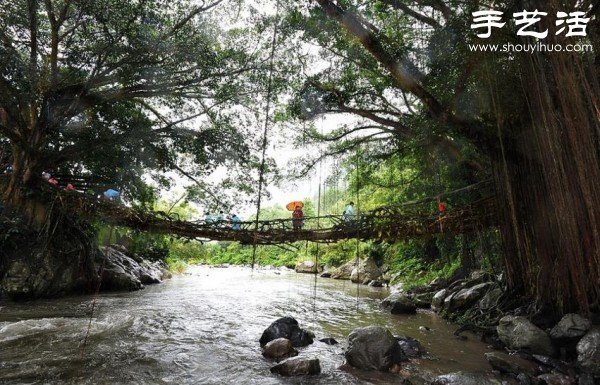 印尼趣聞：樹木根系構建“活的橋梁” -  itrip.net.cn
