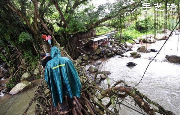 印尼趣聞：樹木根系構建“活的橋梁” -  itrip.net.cn