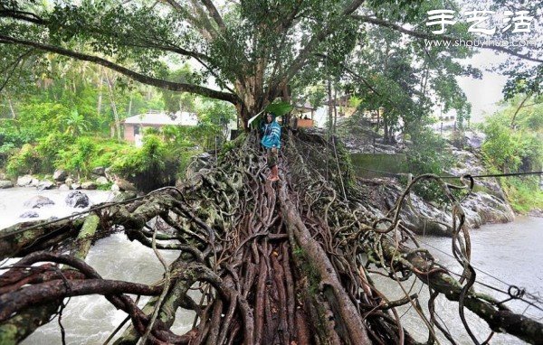 印尼趣聞：樹木根系構建“活的橋梁” -  itrip.net.cn