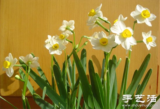 水仙花怎么養(yǎng) 水仙花的養(yǎng)殖方法 -  itrip.net.cn