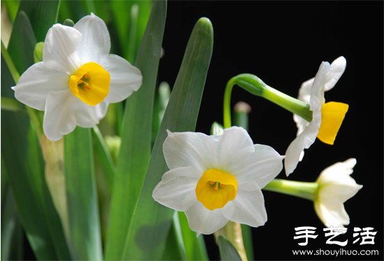 水仙花怎么養(yǎng) 水仙花的養(yǎng)殖方法 -  itrip.net.cn