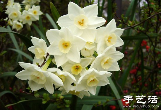 水仙花怎么養(yǎng) 水仙花的養(yǎng)殖方法 -  itrip.net.cn
