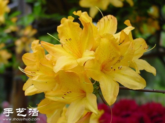 杜鵑花怎么養(yǎng) 杜鵑花的養(yǎng)殖方法 -  itrip.net.cn