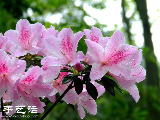杜鵑花怎么養(yǎng) 杜鵑花的養(yǎng)殖方法 -  itrip.net.cn