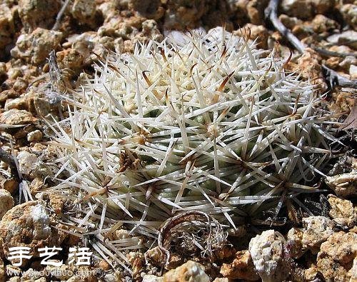 美輪美奐仙人掌花 -  itrip.net.cn