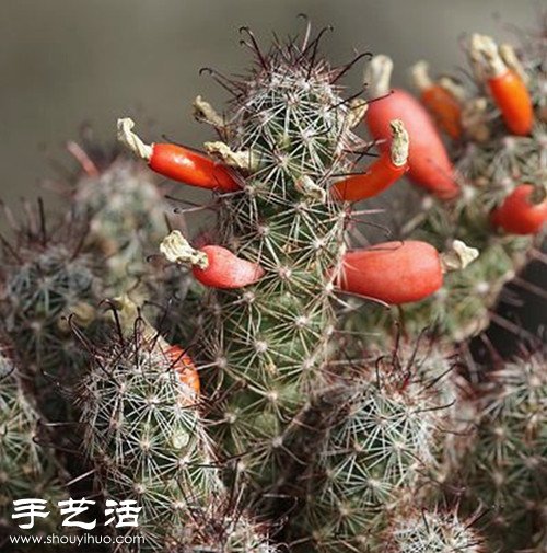 美輪美奐仙人掌花 -  itrip.net.cn