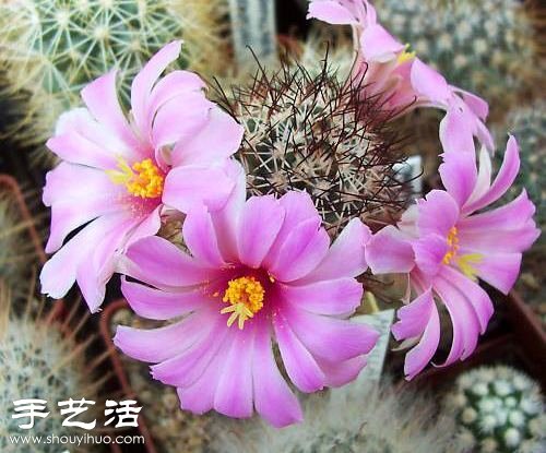 美輪美奐仙人掌花 -  itrip.net.cn