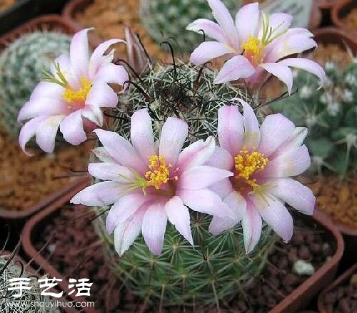 美輪美奐仙人掌花 -  itrip.net.cn
